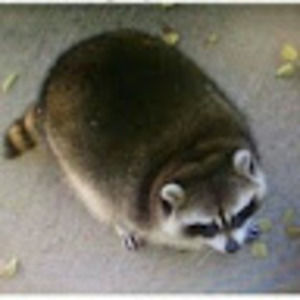 Meet your Posher, Isabella